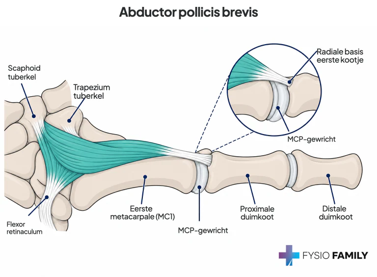 Abductor pollicis brevis: oorsprong en radiale duimaanhechting.