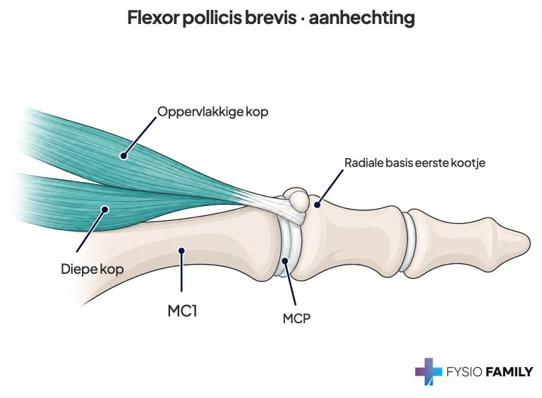 Flexor pollicis brevis: twee koppen en aanhechting rond het radiale sesambeen.