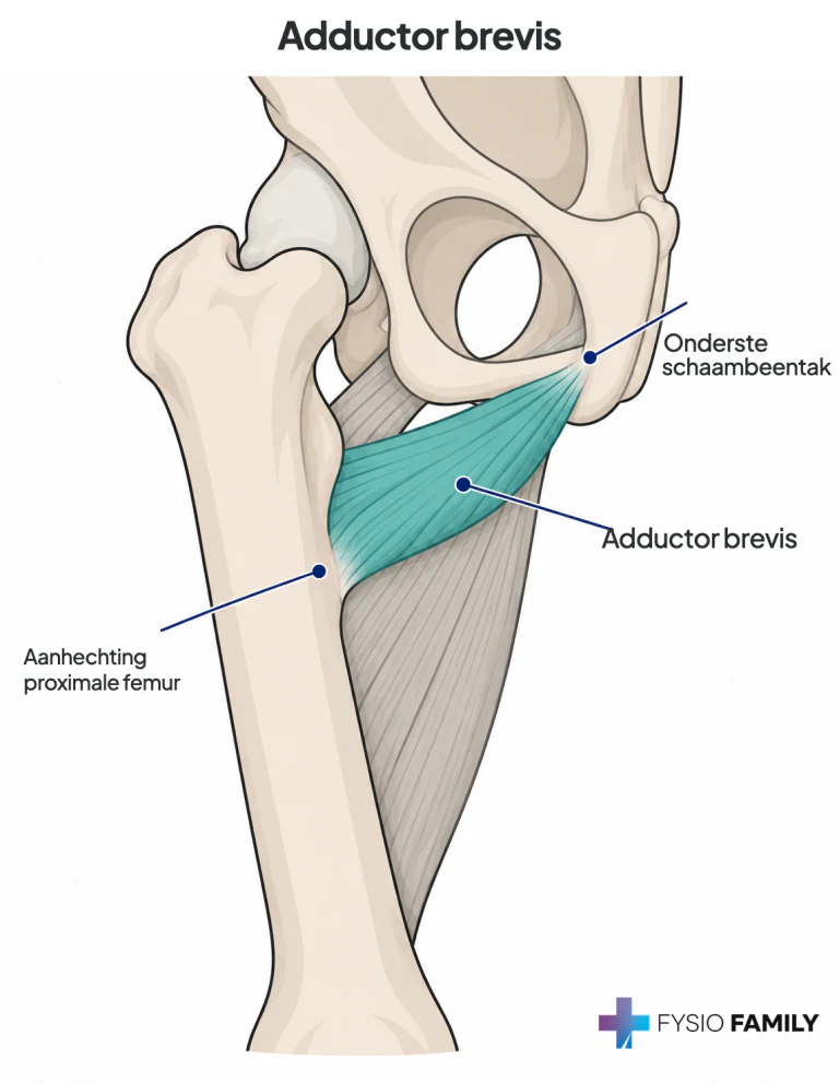 Adductor brevis: korte, diepe waaier van de onderste schaambeentak naar de proximale achterzijde van het bovenbeenbot.