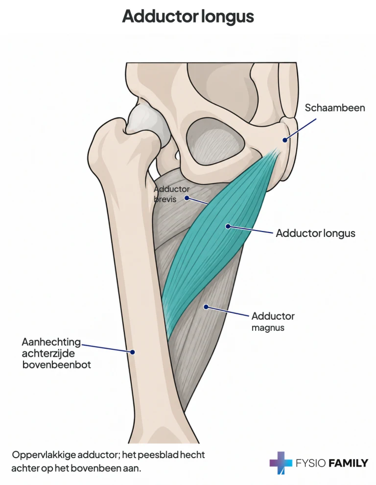 Adductor longus van het schaambeen naar de achterste botlijn van het femur; brevis en magnus liggen dieper.