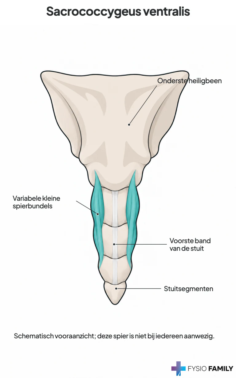 Sacrococcygeus ventralis: variabele kleine bundels; aanhechtingsschema, niet op schaal.