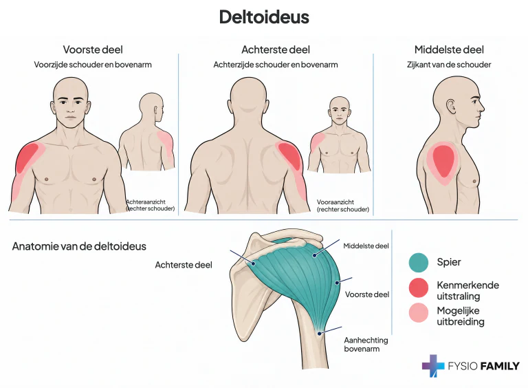 Figure 28.2. Referred pain patterns (dark red) from TrPs in the right deltoid muscle (light red). A. Pain pattern from TrPs in the anterior fibers of the muscle. B. Pain pattern from the posterior fibers. C. Pain pattern from TrPs in the middle fibers of the muscle. The distribution of TrPs in the anterior and posterior parts of the deltoid muscle has a different pattern from the distribution of TrPs in the middle deltoid muscle. Figure 28-3 provides a possible explanation for this clinical phenomenon. D. Right deltoid muscle.