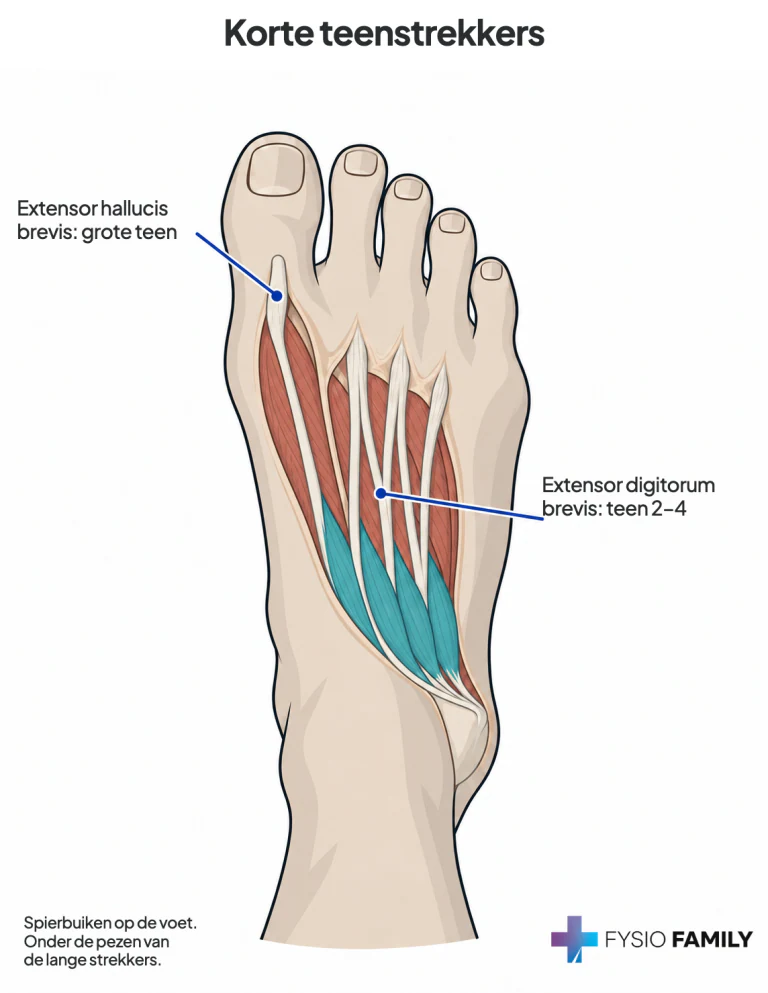 Korte teenstrekkers vanaf de buiten-bovenzijde van het hielbeen: drie pezen naar teen 2–4, en de korte grote-teenstrekker naar het eerste kootje van de hallux.