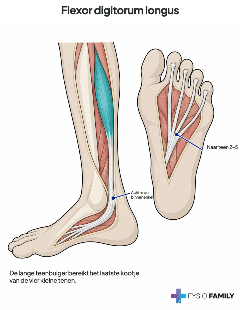 Flexor digitorum longus: diepe kuitspier met pees achter de binnenenkel naar de eindkootjes van teen 2–5.