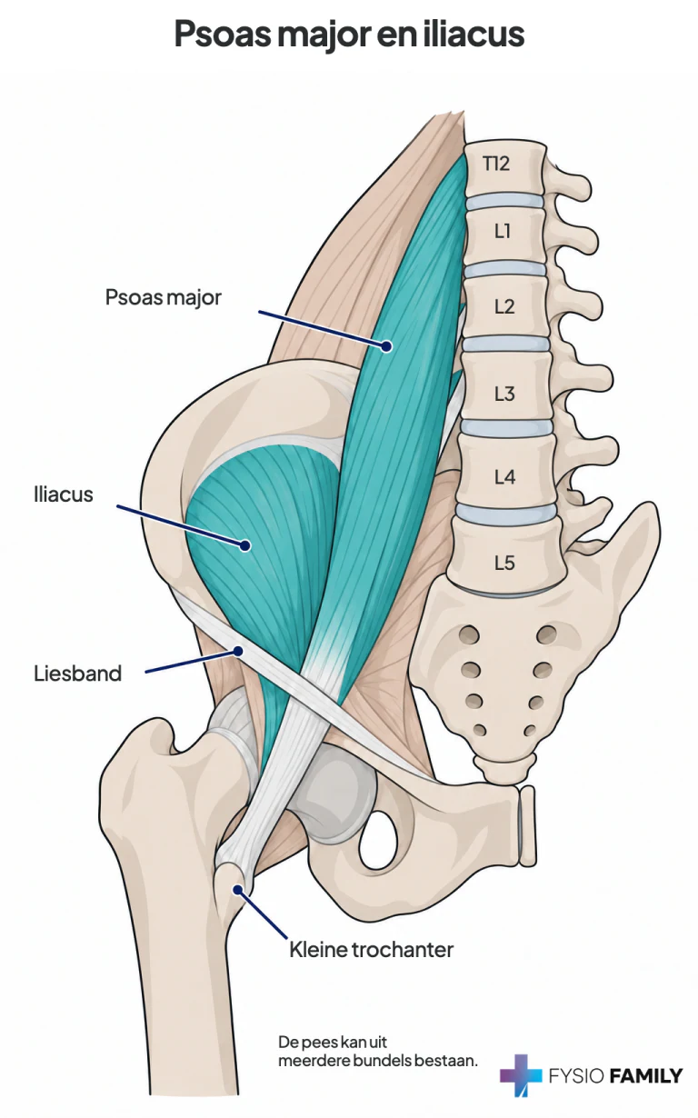 Psoas major en iliacus: verschillende oorsprong, gezamenlijke distale aanhechting.