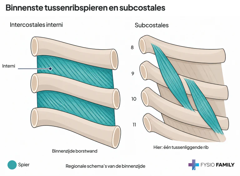 Regionale binnenaanzichten van de borstwand. Links verbinden de binnenste tussenribspieren (intercostales interni) aangrenzende ribben. Rechts overbruggen de afgebeelde subcostales telkens één tussenliggende rib.