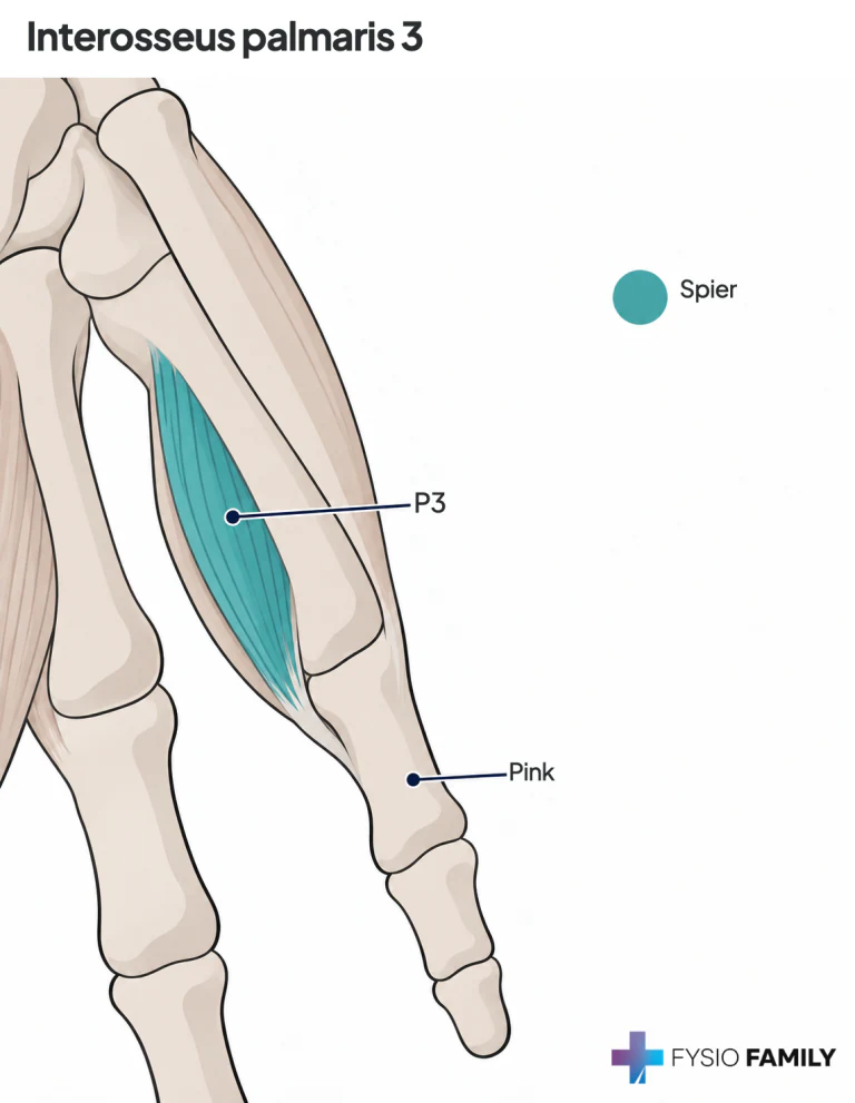 Figuur 40.1B — anatomische uitsnede met label P3 voor de 3e palmaire interosseus; geen individuele pijnkaart.