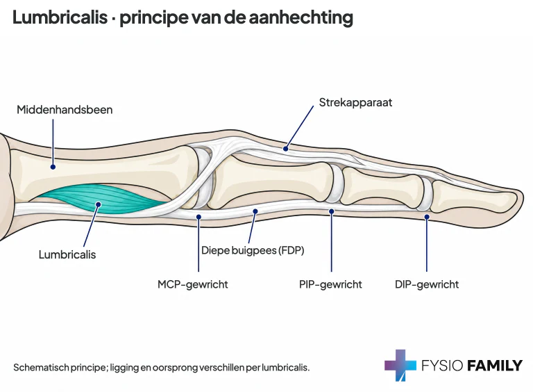 Schematisch verbindingsprincipe van een lumbricalis: oorsprong aan een diepe buigpees, verloop vóór het MCP-gewricht en aanhechting aan het strekapparaat. Eén middenhandsbeen en drie vingerkootjes zijn weergegeven; individuele oorsprongen verschillen per lumbricalis.