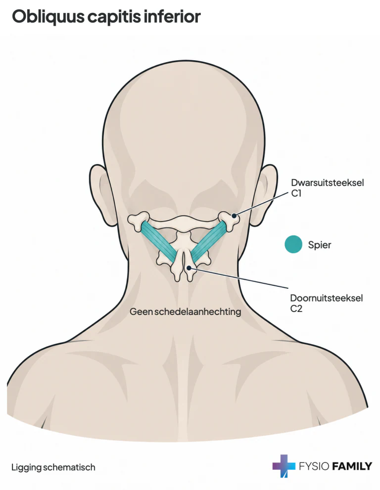Figuur 17.1 — anatomische uitsnede met het label obliquus capitis inferior. De omliggende structuren geven de ligging aan; dit is geen individuele pijnkaart.