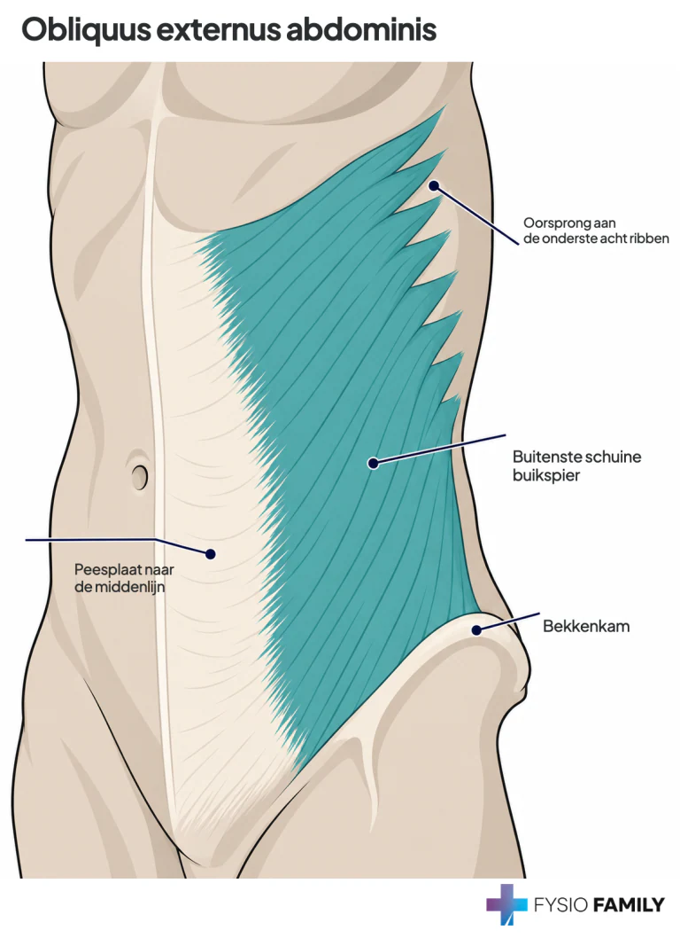Figuur 49.1A. De externe schuine buikspier.