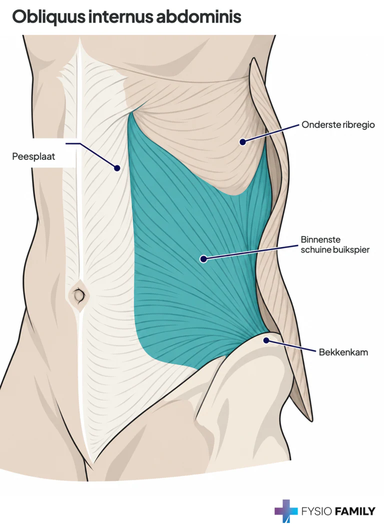 Figuur 49.1B. Obliquus internus zichtbaar onder de weggesneden externuslaag.