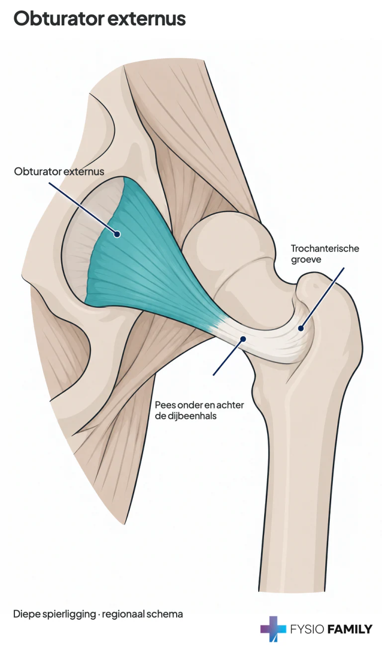 Obturator externus: buitenzijde obturatormembraan, pees onder/achter de dijbeenhals naar de trochantergroeve.