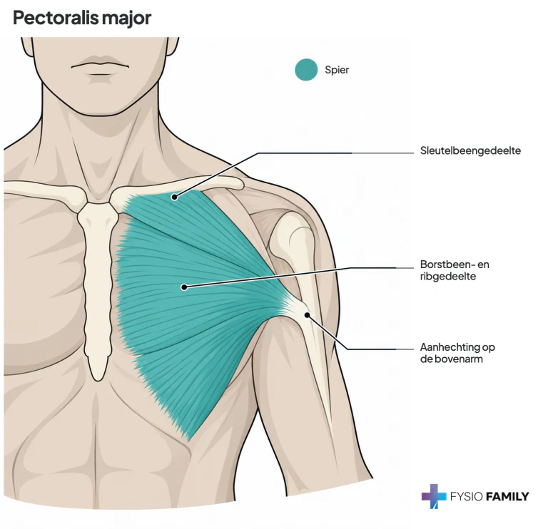 Pectoralis major: waaier van oorsprongen en aanhechting aan de bovenarm.