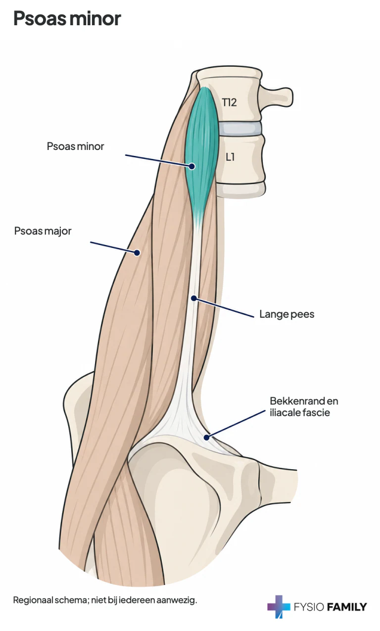Figuur 51.1. Psoas minor vóór major; zijn lange pees eindigt in het bekken en kruist de heup niet.