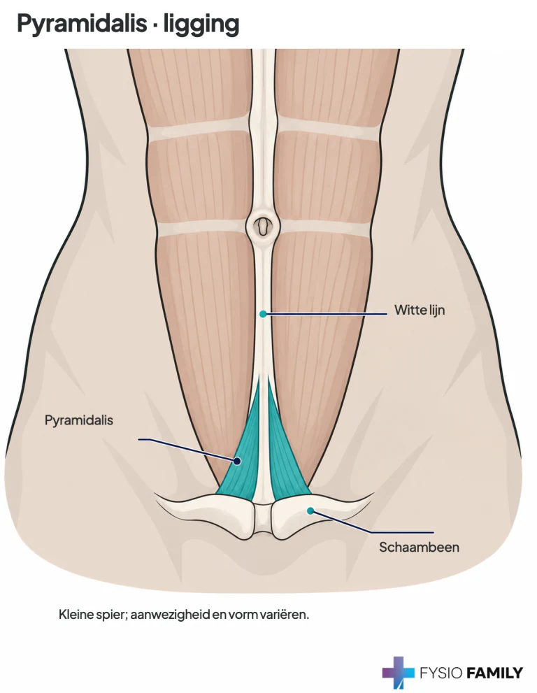 Figuur 49.4, onderste detail. Pyramidalis vóór de lage rectus abdominis.