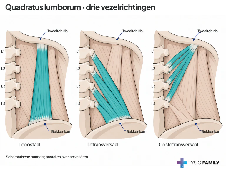 Quadratus lumborum: iliocostale, iliotransversale en costotransversale bundels.