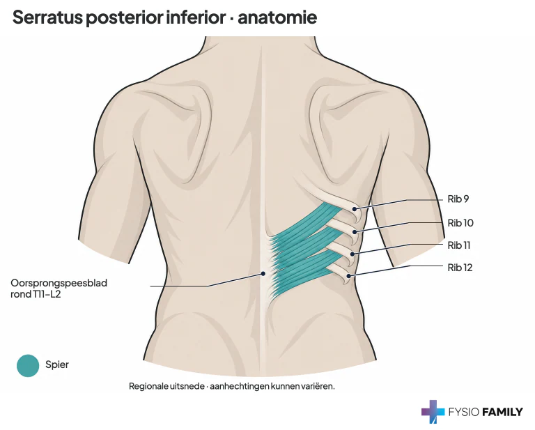 Figuur 47.3. Serratus posterior inferior met de aanhechtingen aan de onderste vier ribben.