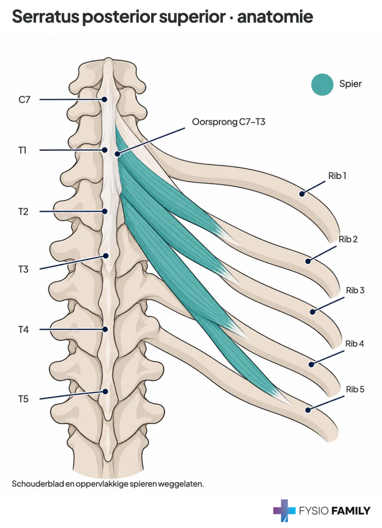 Serratus posterior superior: oorsprong van C7–T3 en vier slips naar ribben 2–5. Regionale uitsnede; schouderblad en oppervlakkige spieren zijn weggelaten.