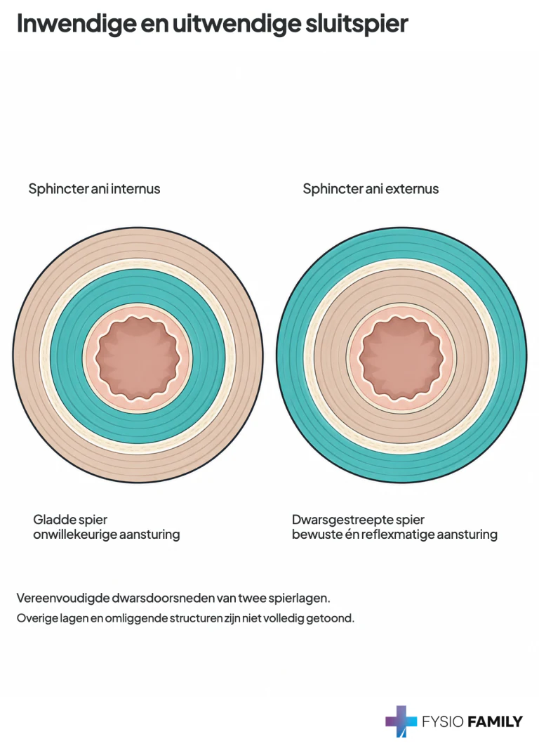 Vereenvoudigde dwarsdoorsneden: de binnenste gladde sluitspierring en de buitenste dwarsgestreepte sluitspierring. Overige lagen zijn niet volledig weergegeven.