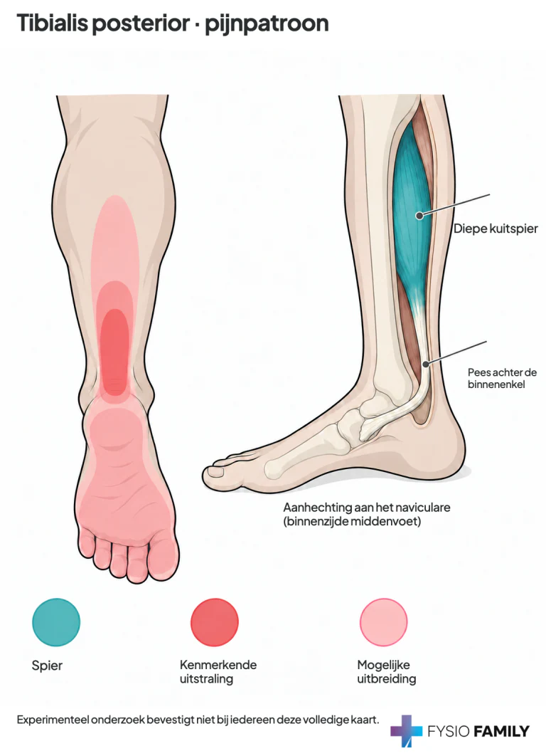 Tibialis posterior: klinisch beschreven Achillesregio met mogelijke kuit- en voetzooluitbreiding; experimenten bevestigen niet de volledige voetkaart.
