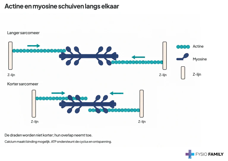 Twee schematische sarcomeren: de Z-lijnen komen dichter bij elkaar doordat actine en myosine meer overlappen. De filamenten behouden hun lengte.