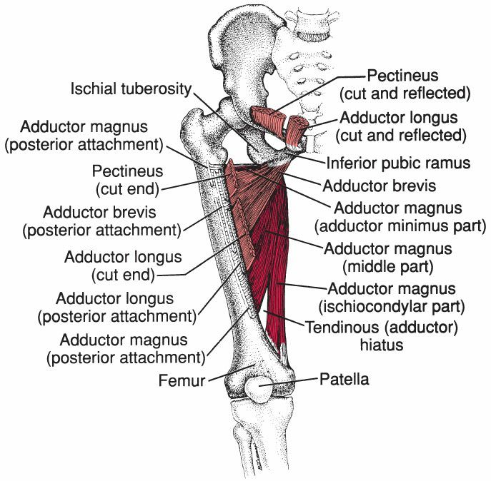 Adductoren - Afbeelding 2