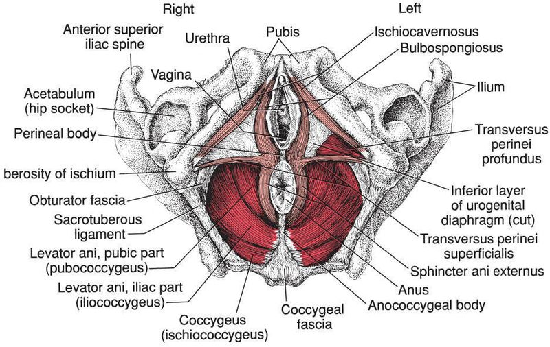 Bekkenbodemspieren - Afbeelding 1
