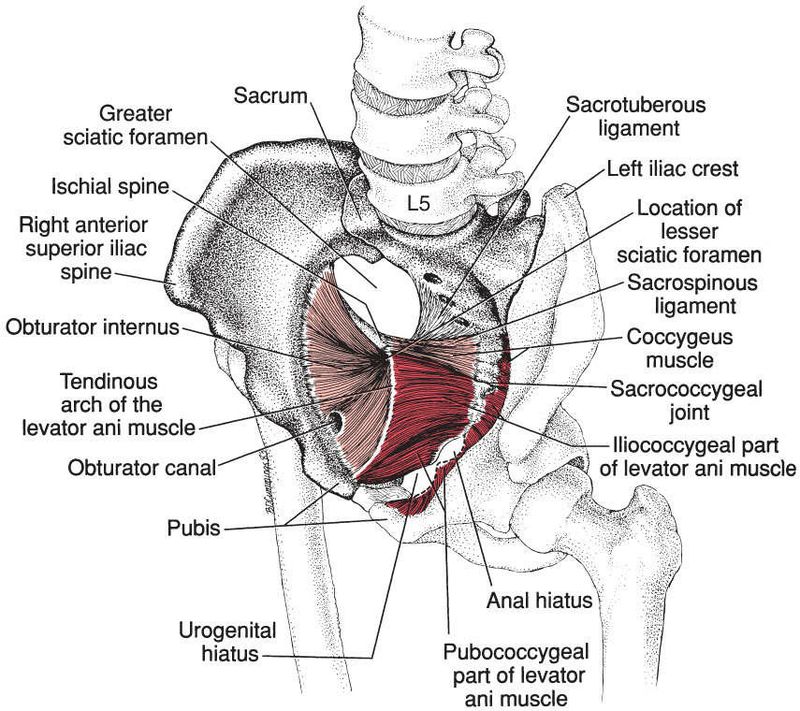Bekkenbodemspieren - Afbeelding 2
