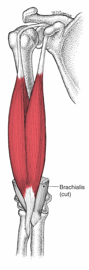 Biceps Brachii - Afbeelding 1