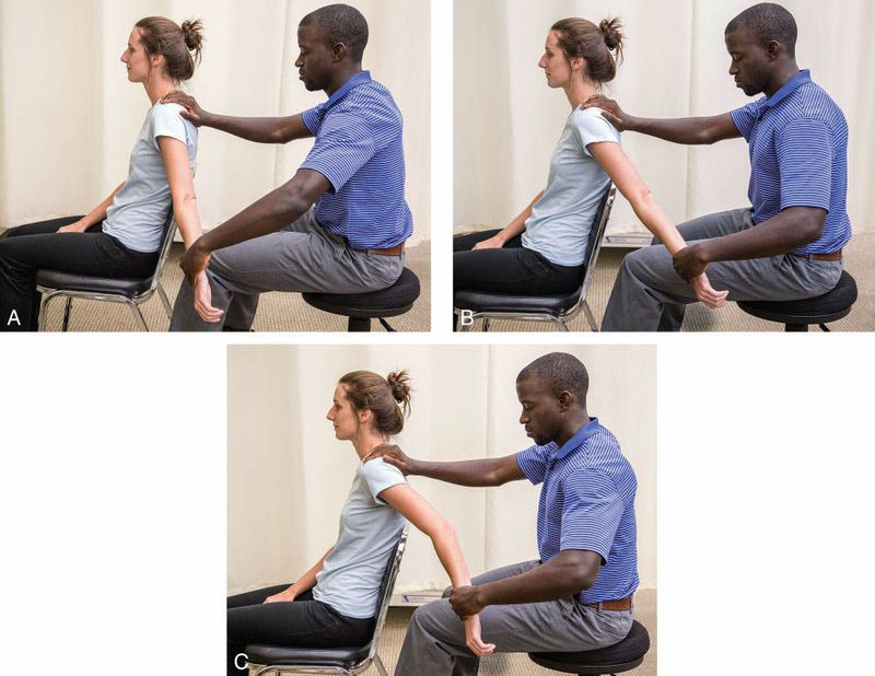 Biceps Brachii - Afbeelding 3