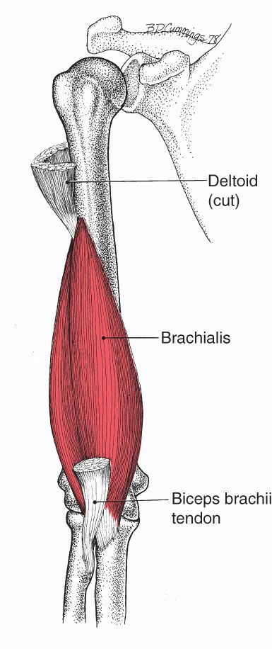 Brachialis - Afbeelding 1