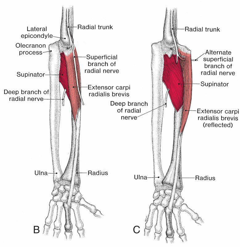 Brachioradialis - Afbeelding 2