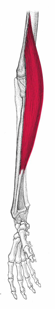 Brachioradialis - Afbeelding 3