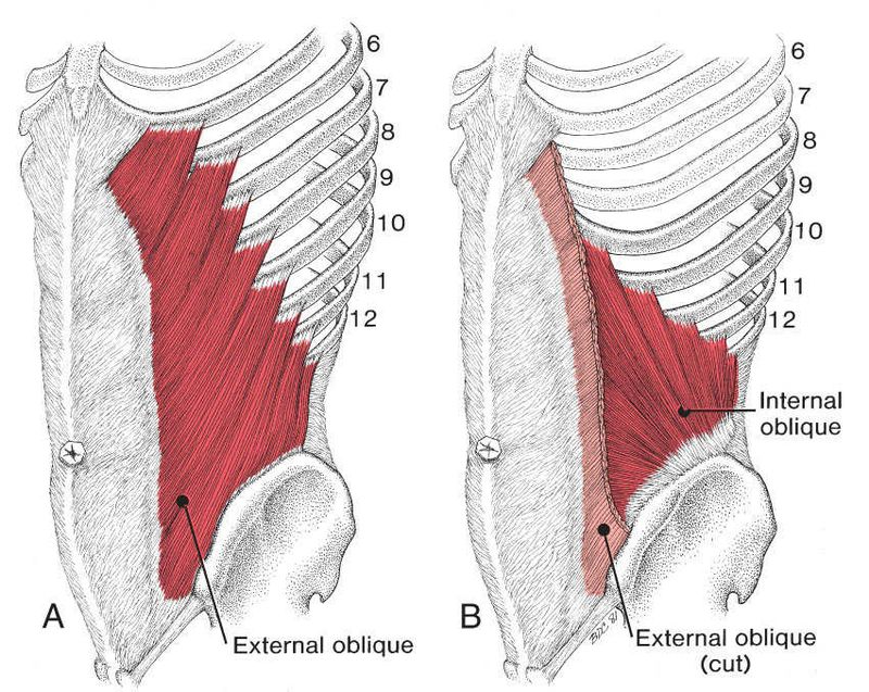Buikspieren - Afbeelding 1