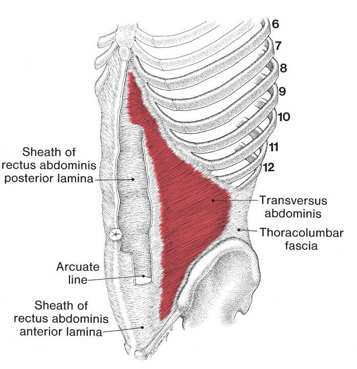 Buikspieren - Afbeelding 3