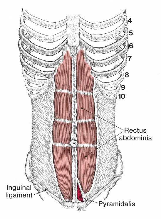 Buikspieren - Afbeelding 4