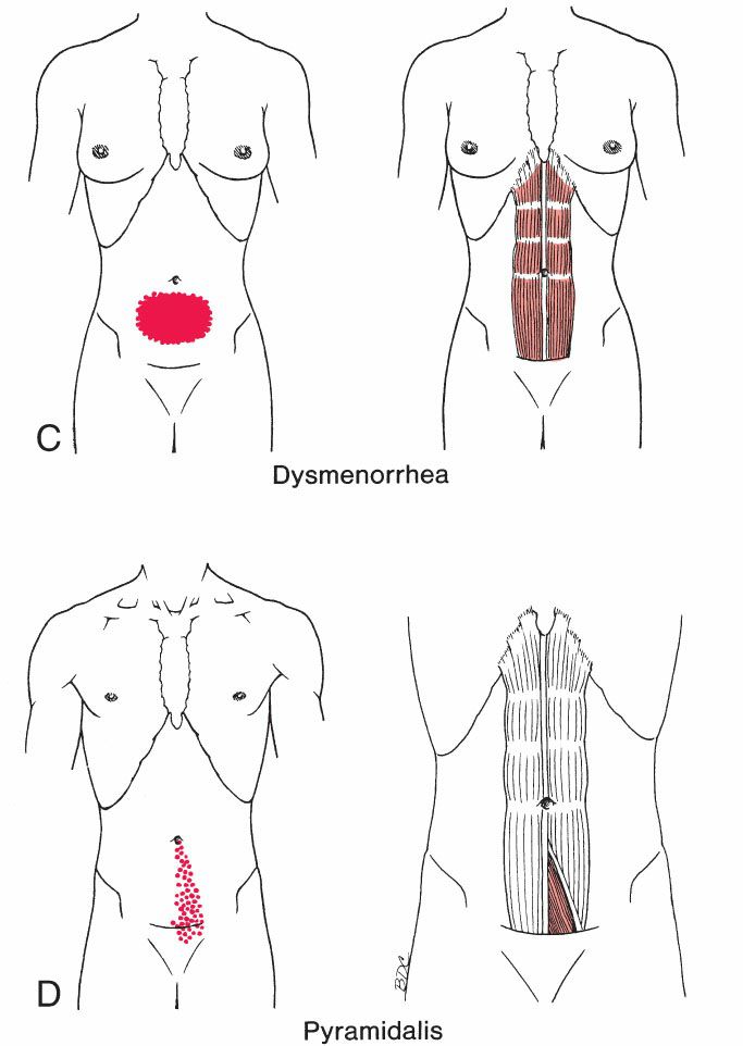 Buikspieren - Afbeelding 8