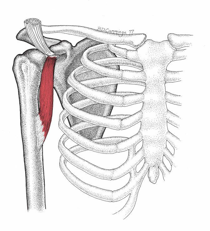 Coracobrachialis - Afbeelding 1