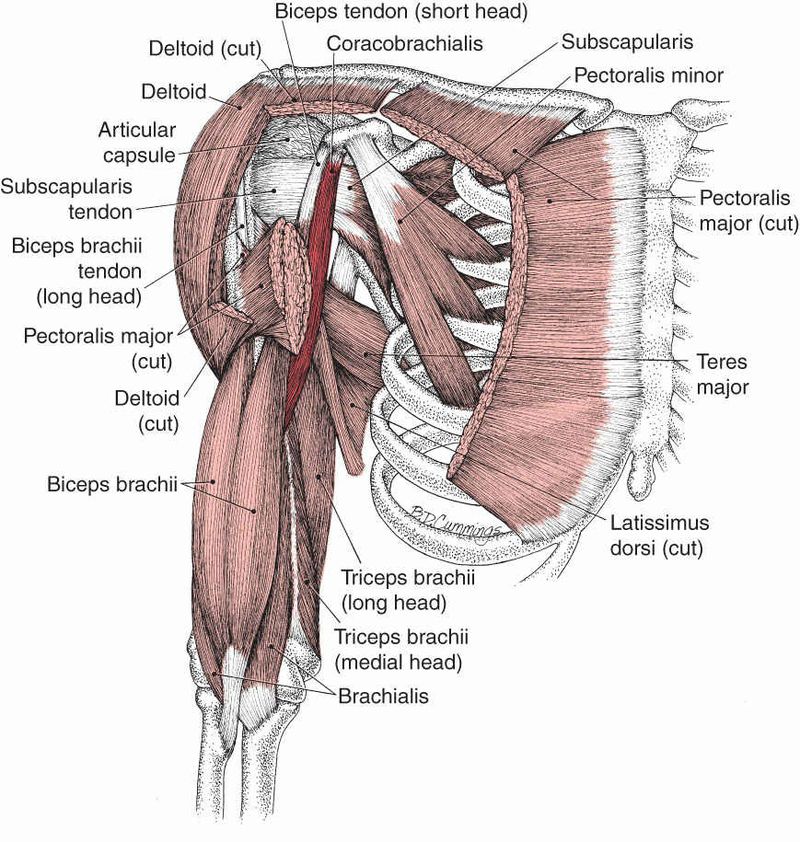 Coracobrachialis - Afbeelding 3