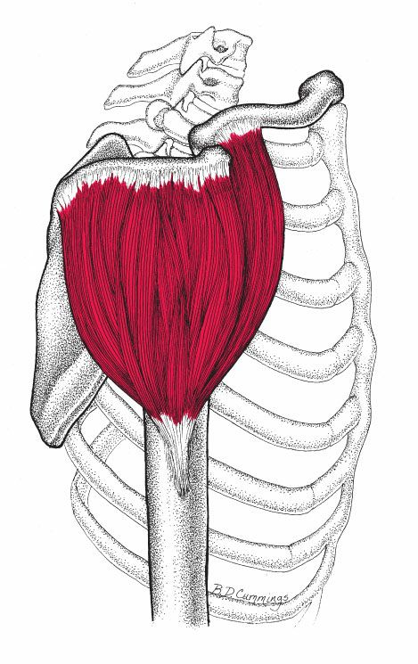 Deltoideus - Afbeelding 1