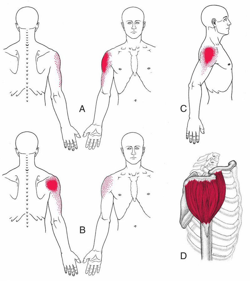 Deltoideus - Afbeelding 2