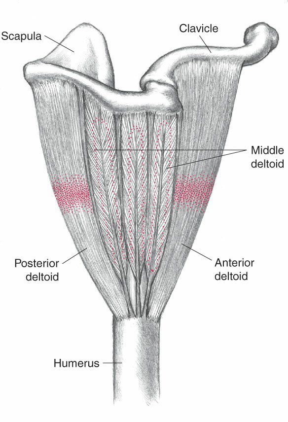 Deltoideus - Afbeelding 3