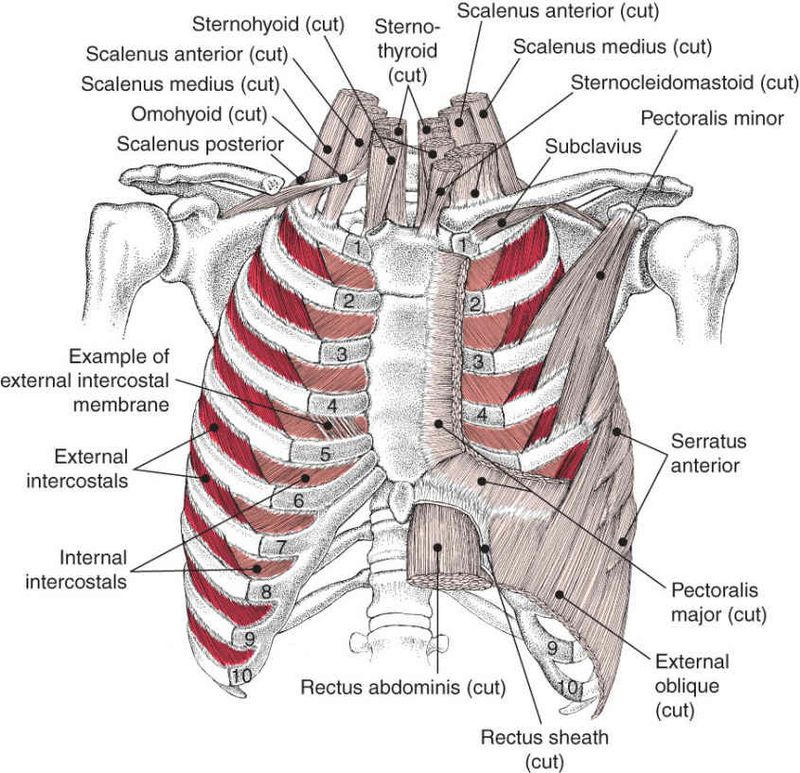 Diaphragma - Afbeelding 1