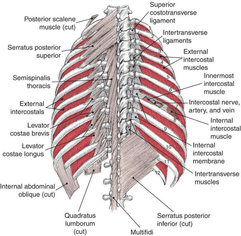 Diaphragma - Afbeelding 2