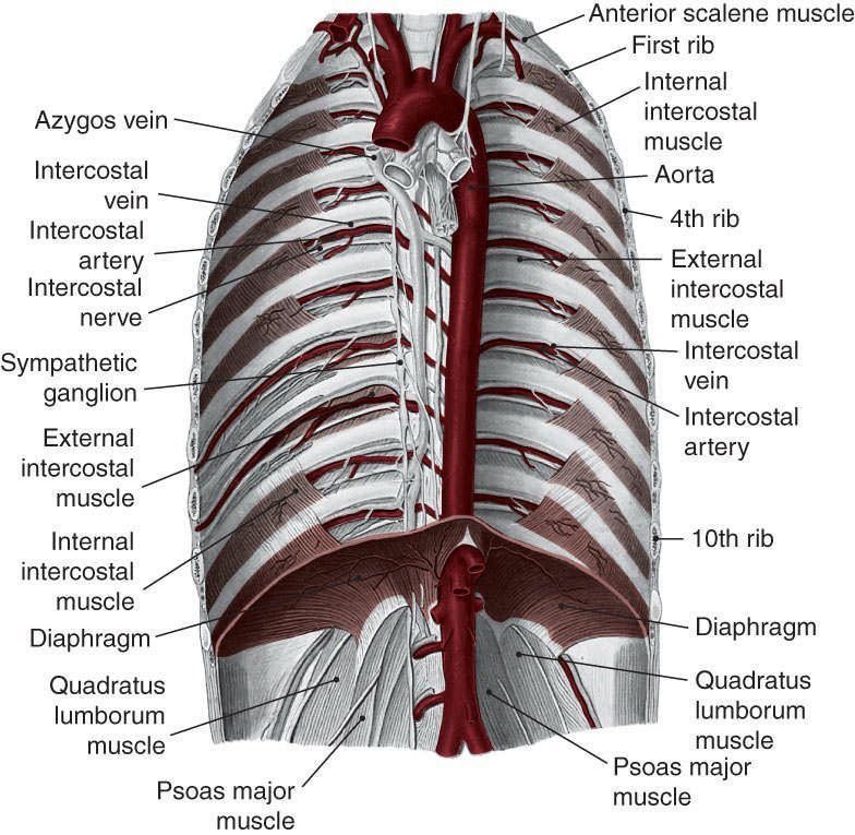 Diaphragma - Afbeelding 3