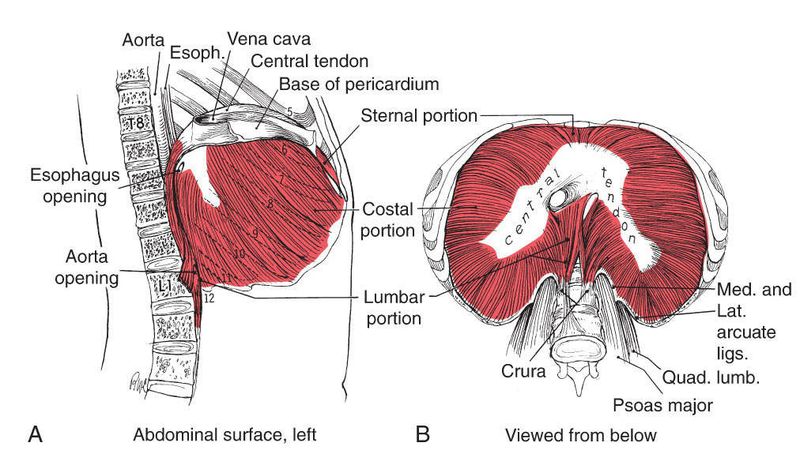 Diaphragma - Afbeelding 5