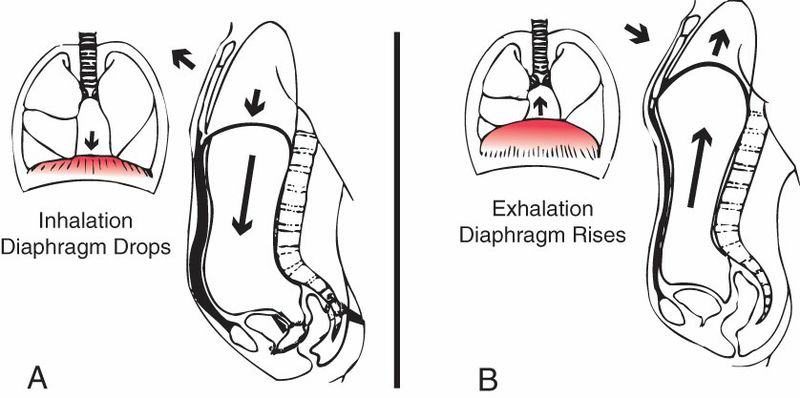 Diaphragma - Afbeelding 7