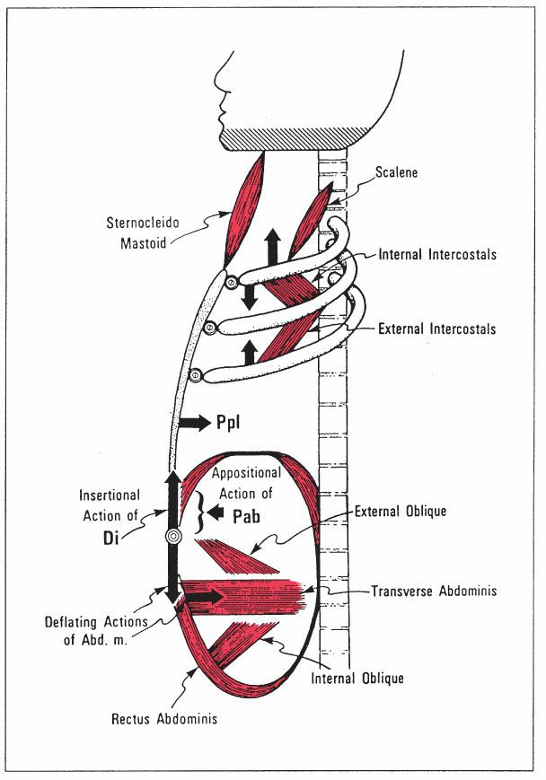 Diaphragma - Afbeelding 8