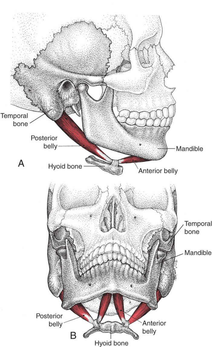 Digastricus - Afbeelding 1