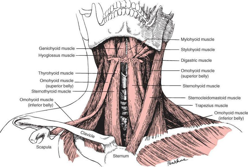 Digastricus - Afbeelding 2